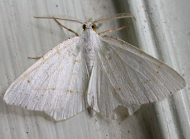 Lesser Maple Spanworm
